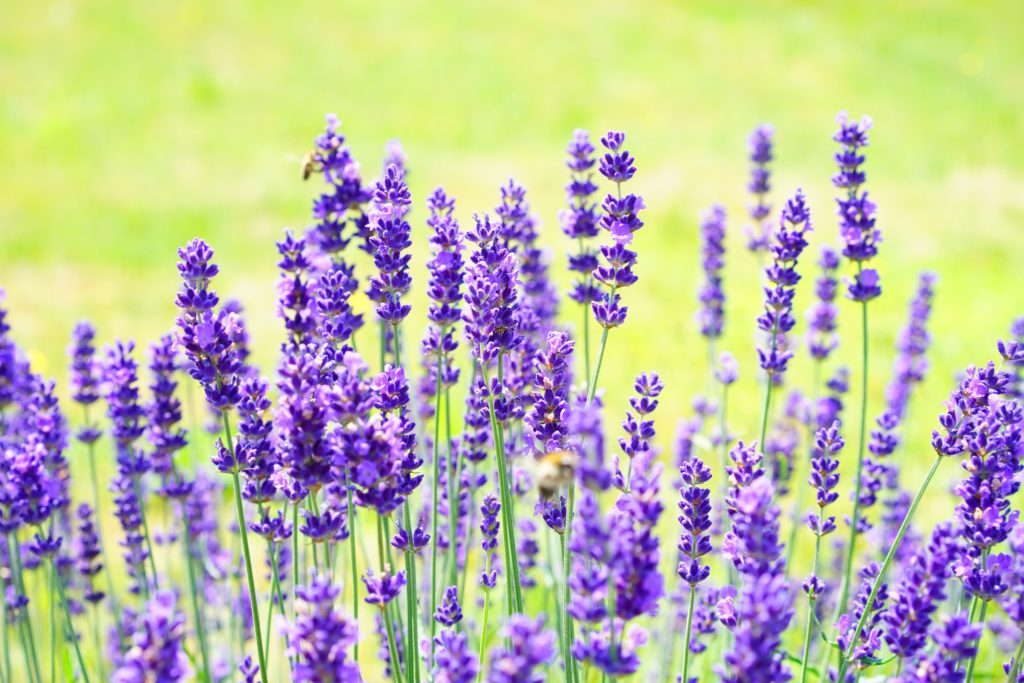 Lavender Field