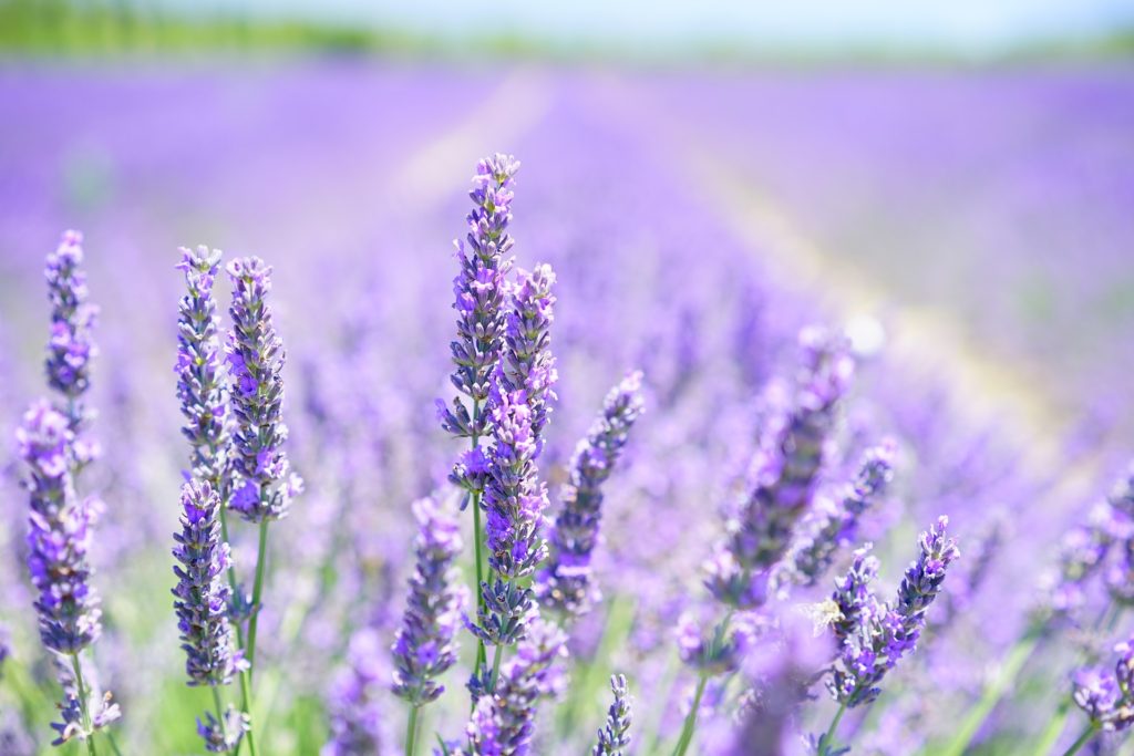 Lavender as treatment for anxiety