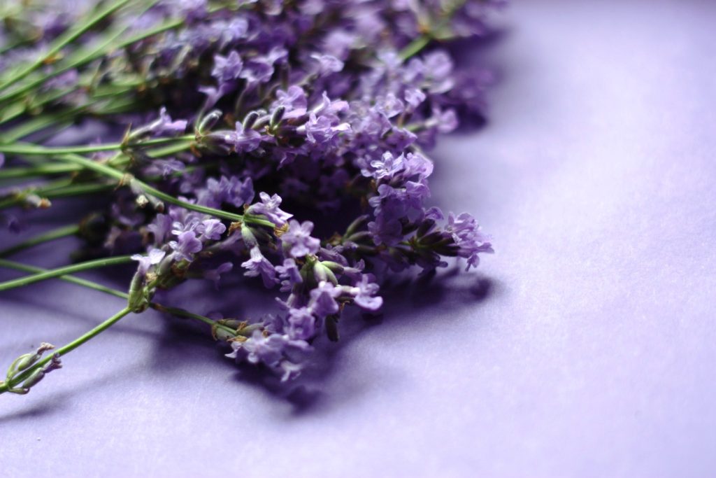 Lavender bunch