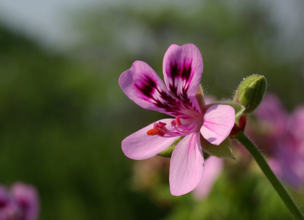 Pelargonium graveolens