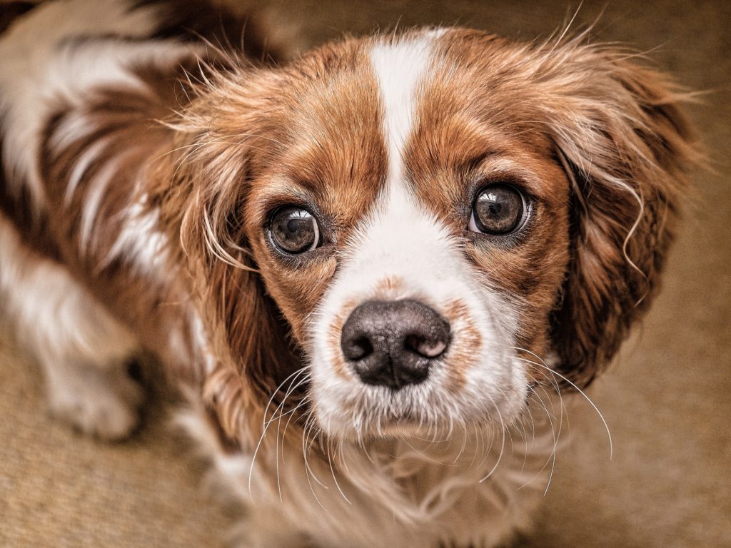 Essential oils and dogs