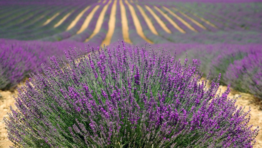 Lavender Farm Essential Oils